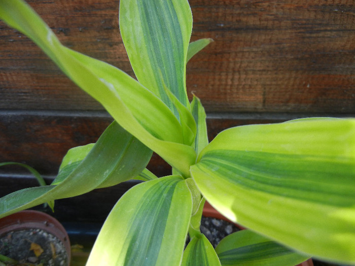 Dracaena Reflexa (2012, September 06) - Dracaena Reflexa