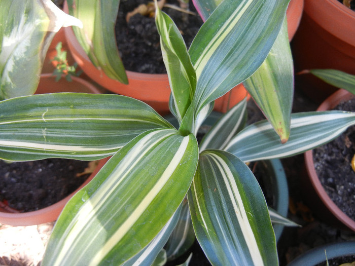 Dracaena Warneckei (2012, Sep.06) - Dracaena fr Warneckei