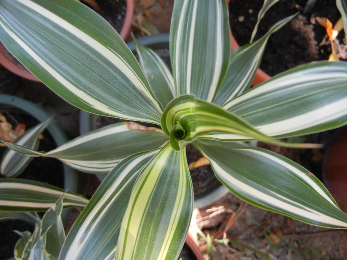 Dracaena Warneckei (2012, Sep.06)