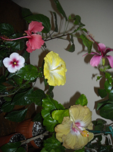 Hibiscus grup