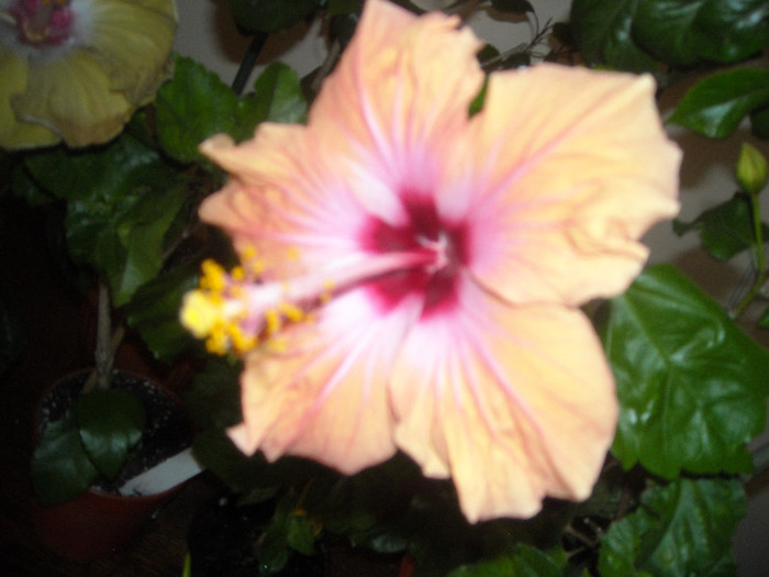 Hibiscus Safran