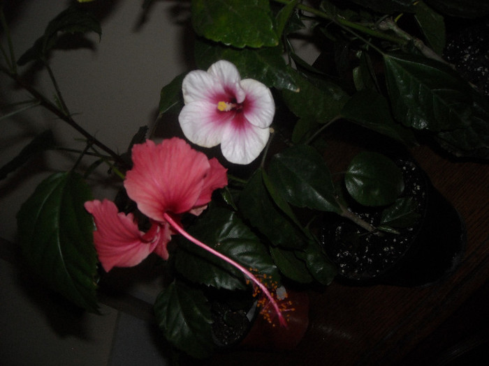 Hibiscus Rouge Tropique + Pink Dreams