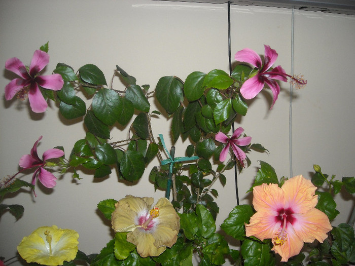 Hibiscus grup