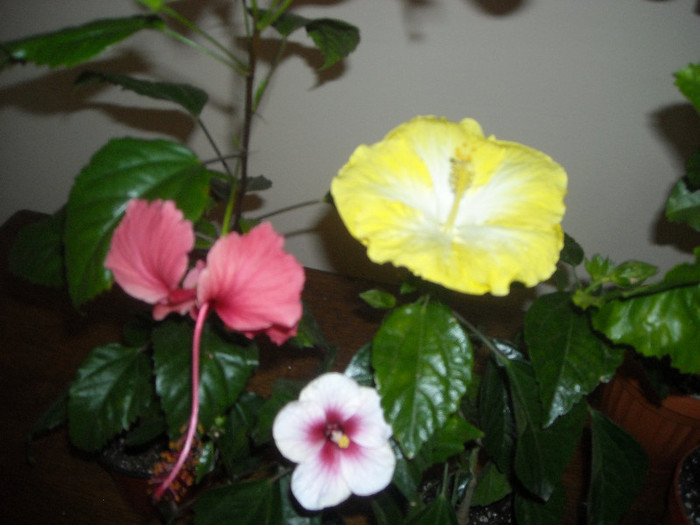 Hibiscus grup