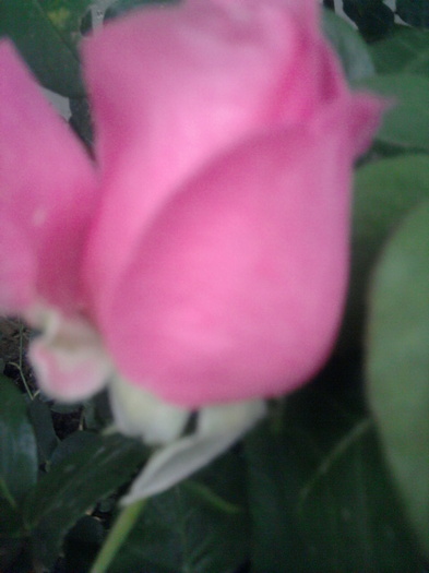 Fotografie1445 - trandafiri