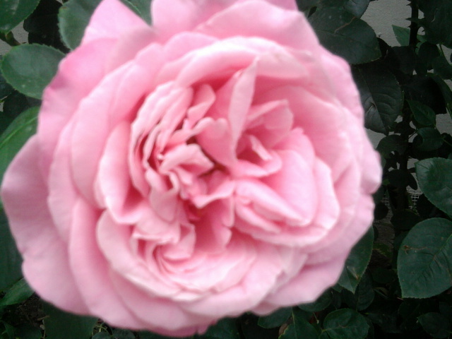 Fotografie1452 - trandafiri