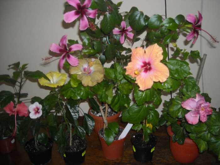 poze flori 12 iulie 2255 - Hibiscus 2012-3