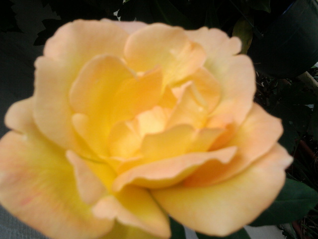 Fotografie1453 - trandafiri
