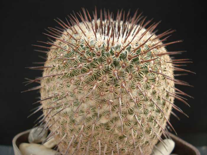 Mammillaria huitzilopochtli
