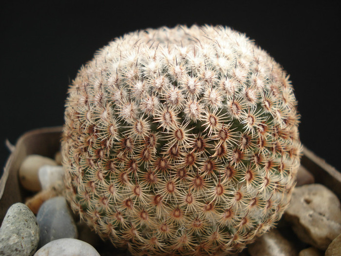 Mammillaria huitzilopochtli