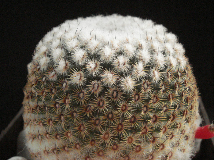 Mammillaria huitzilopochtli