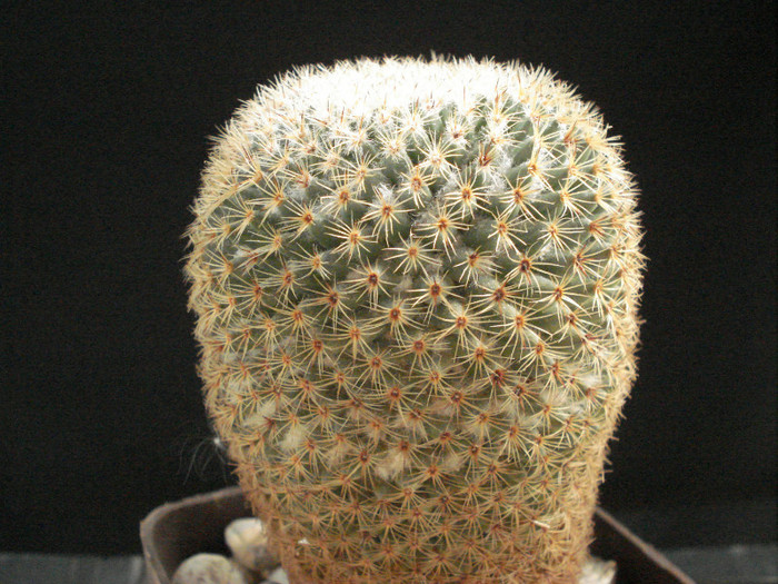 Mammillaria huitzilopochtli
