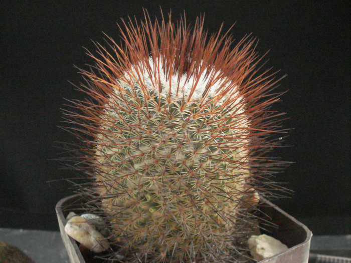Mammillaria huitzilopochtli