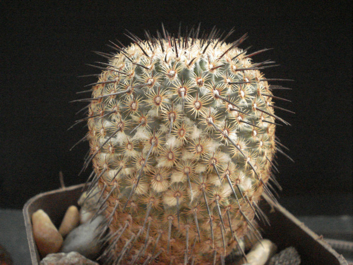 Mammillaria huitzilopochtli