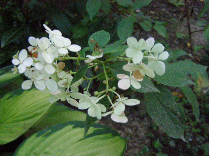 Hortensie ... - Gradina 2012