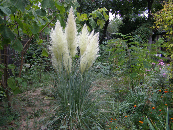 Iarba de Pampas