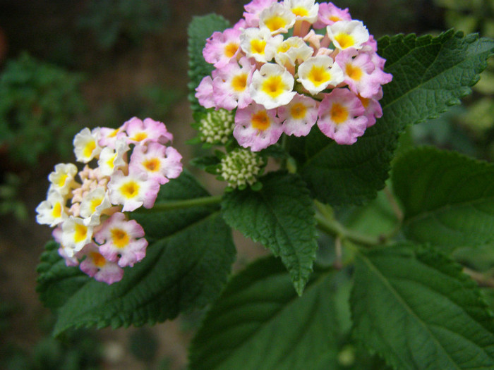 Lantana