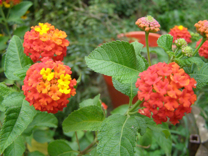 Lantana - Gradina 2012