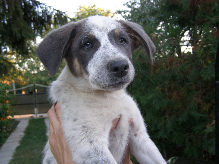 Lili ... - alte chestii