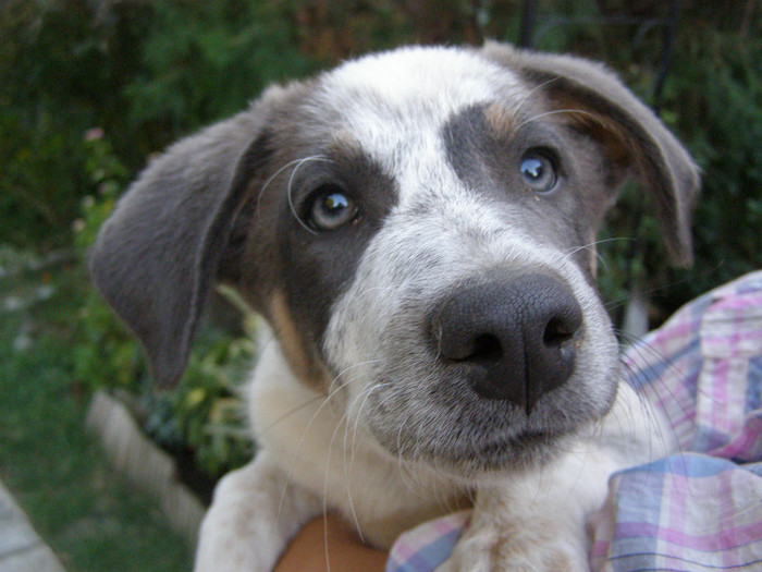 maidaneza cu ochi albastri
