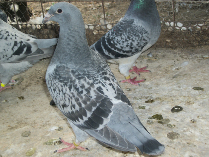 100_3692 - PUI 2012
