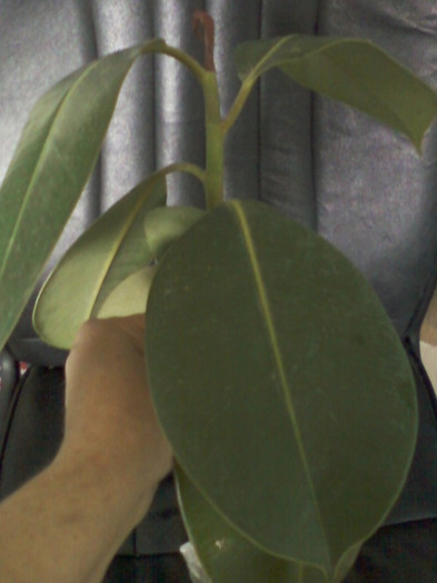 ficus - primite