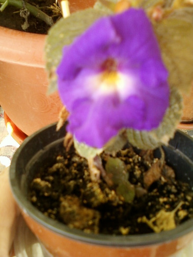 achi? - septembrie 2012