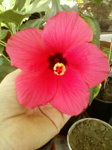 7-8 septembrie 2012-flori 006