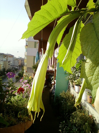 7-8 septembrie 2012-flori 007