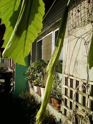 brugmansia galbena-norela :) - septembrie 2012