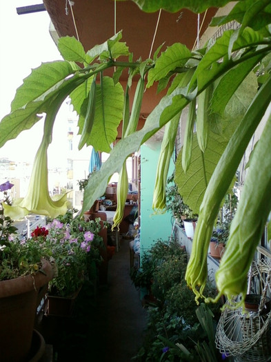brugmansia galbena-norela :) - septembrie 2012