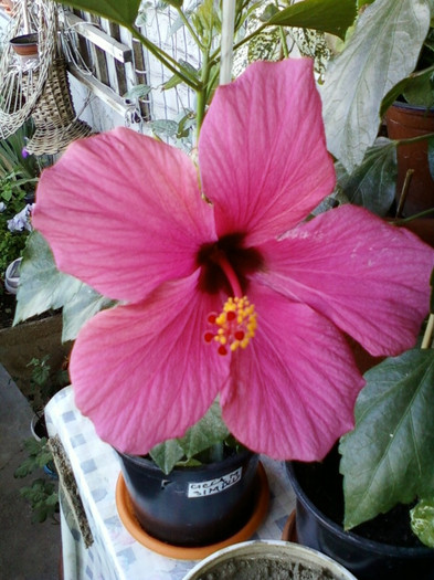 7-8 septembrie 2012-flori 019 - septembrie 2012