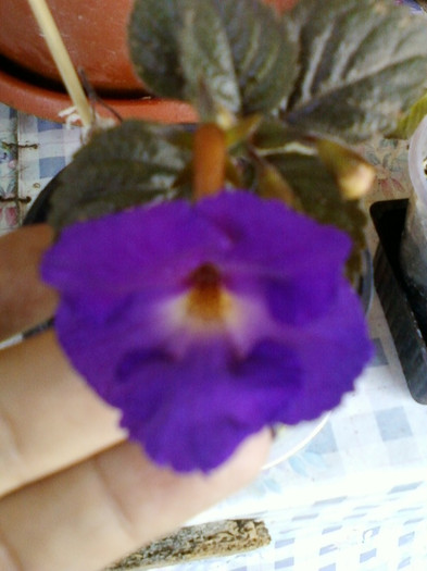 7-8 septembrie 2012-flori 023 - septembrie 2012