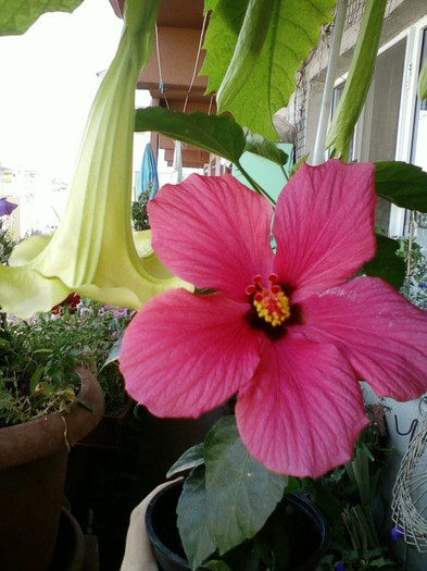 hibi ciclam simplu - septembrie 2012