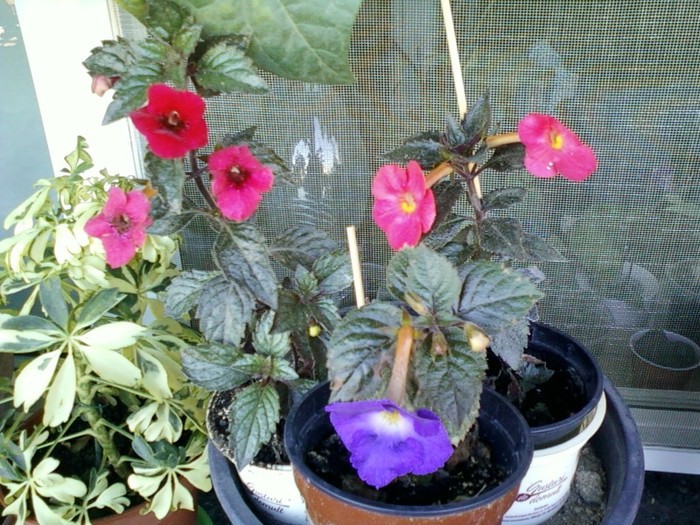 7-8 septembrie 2012-flori 032 - septembrie 2012