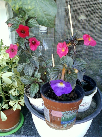 achi-grup - septembrie 2012