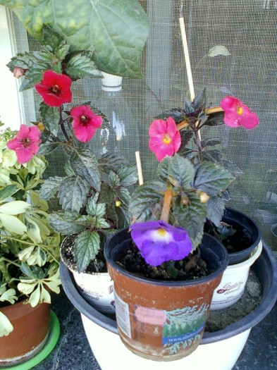 7-8 septembrie 2012-flori 034 - septembrie 2012