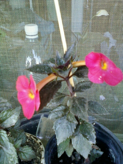 7-8 septembrie 2012-flori 039 - septembrie 2012