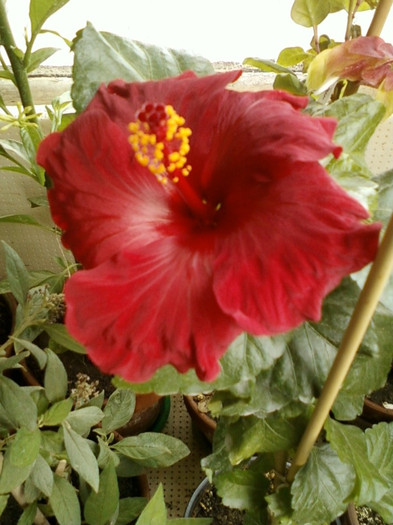 7-8 septembrie 2012-flori 045 - septembrie 2012