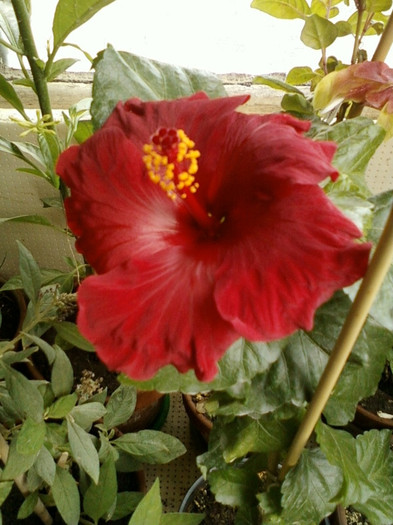 hibi  de la mama - septembrie 2012