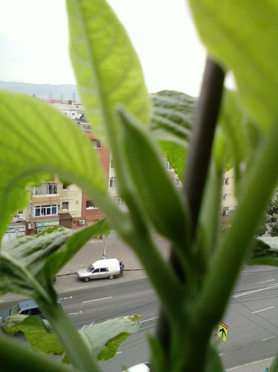 bruga cu bobocel... - septembrie 2012