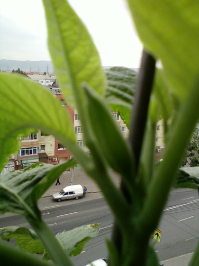 7-8 septembrie 2012-flori 051 - septembrie 2012