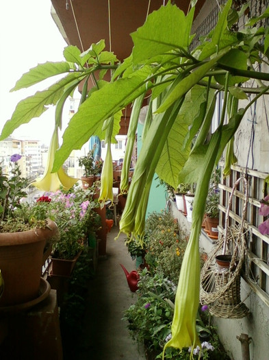 brugmansia galbena-norela :) - septembrie 2012