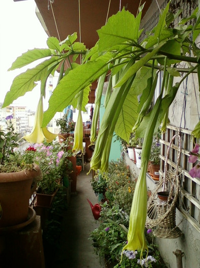 7-8 septembrie 2012-flori 054 - septembrie 2012