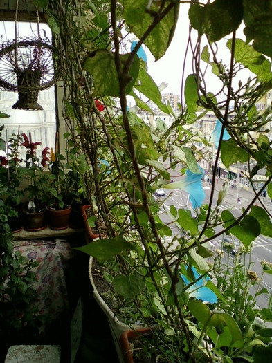 zorele albastre - septembrie 2012