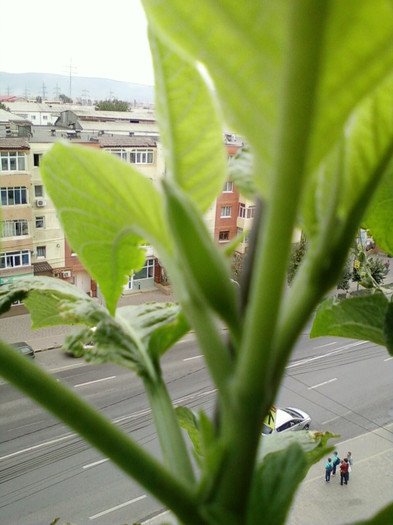 7-8 septembrie 2012-flori 056 - septembrie 2012