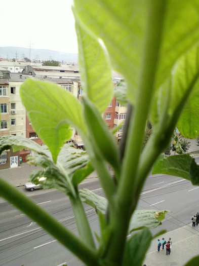 brugm roz? - septembrie 2012