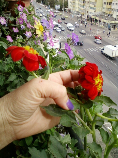 7-8 septembrie 2012-flori 060 - septembrie 2012