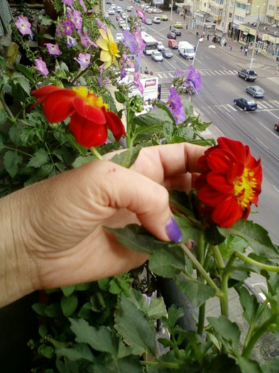 7-8 septembrie 2012-flori 062 - septembrie 2012