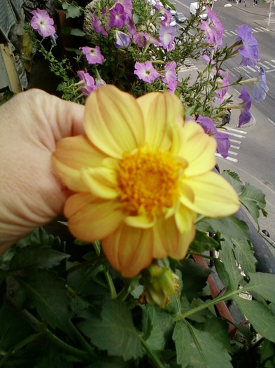 7-8 septembrie 2012-flori 065 - septembrie 2012